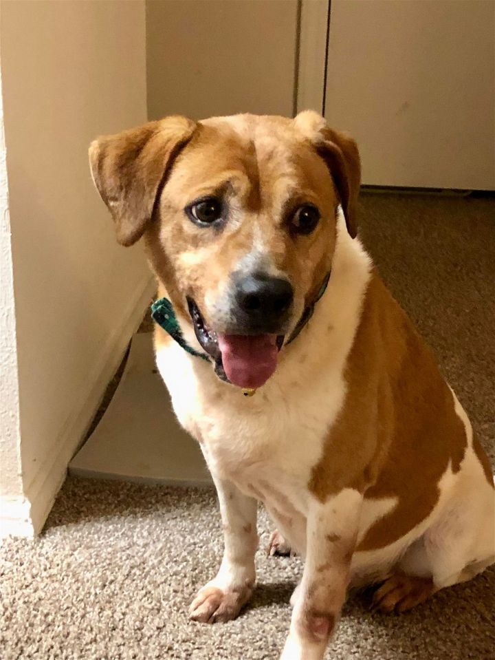 Beagle and australian store cattle dog mix