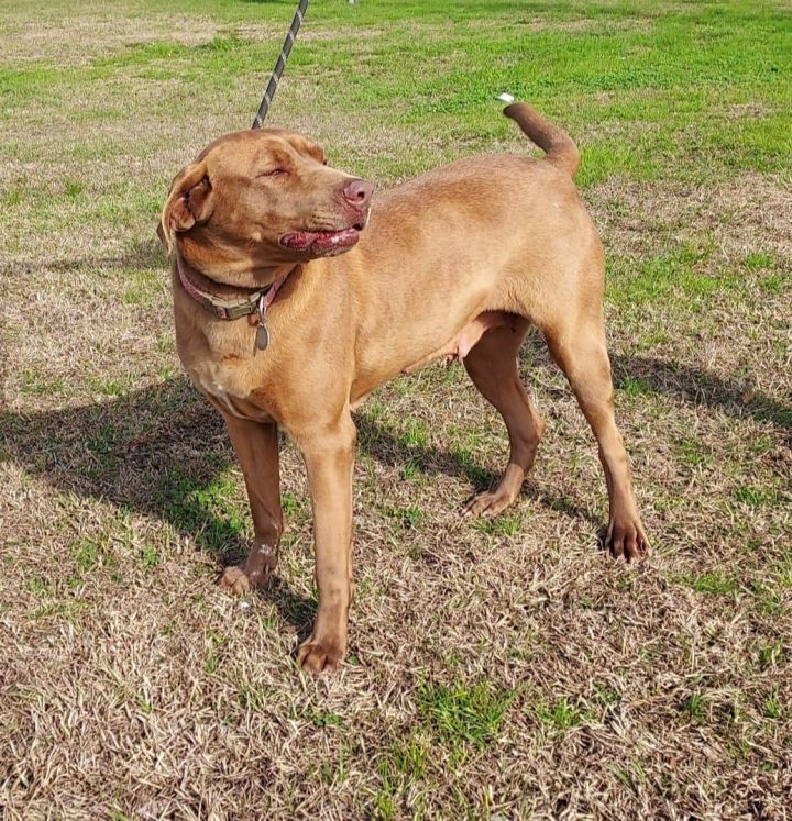 Tensie in NH Adoption Fee Sponsored!!!  2
