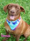 Tensie in NH Adoption Fee Sponsored!!! 