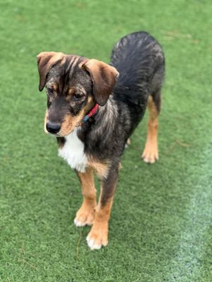 Jackson in NH - Partially Sponsored by a Generous Donor - Fee $300