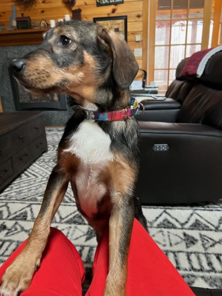 Jackson in NH - Partially Sponsored by a Generous Donor - Fee $300 6