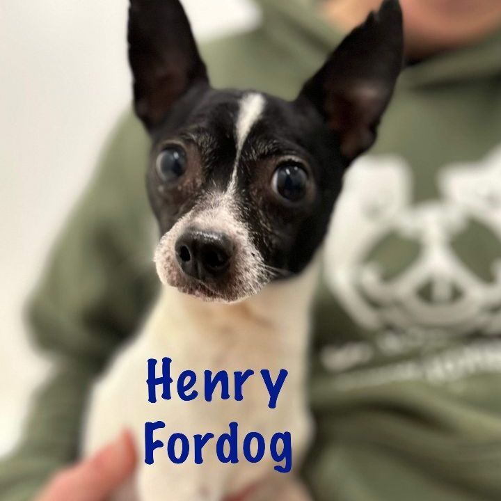 Henry Fordog, an adoptable Chihuahua in Jacksonville, IL, 62650 | Photo Image 1