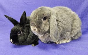 Dottie / Perkins, Adult Female unknown