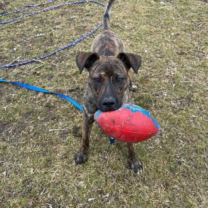 Coco, an adoptable Hound & Mountain Cur Mix in Wantagh, NY_image-1
