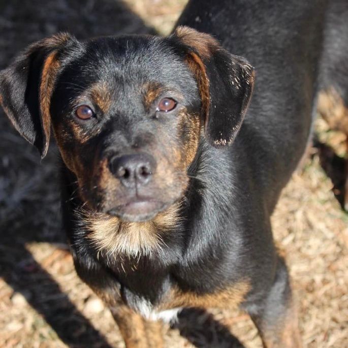 Reese, an adoptable Shepherd & Hound Mix in Highland, MD_image-1