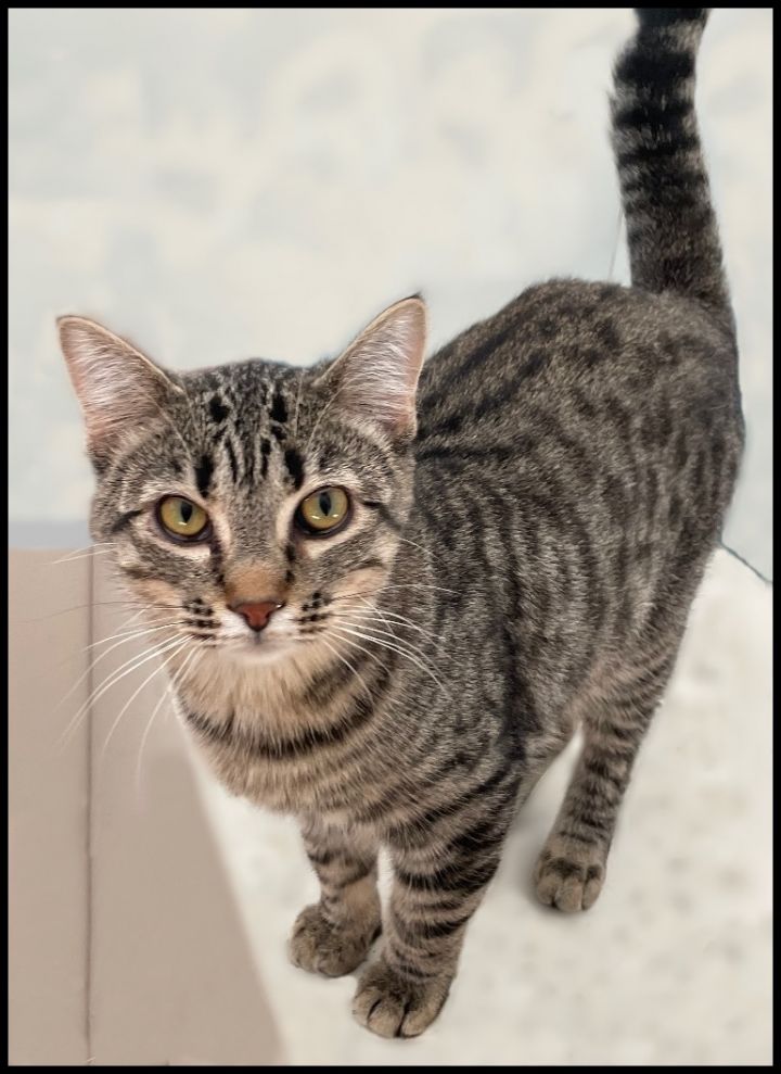 Bernie, an adoptable Tabby Mix in Lacon, IL_image-2