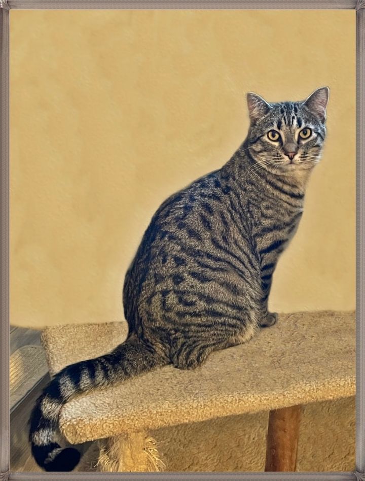 Bernie, an adoptable Tabby Mix in Lacon, IL_image-3