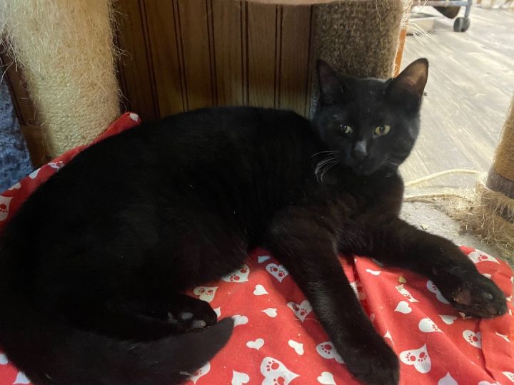 CNY Snap Black Cats, an adoptable Domestic Short Hair in Cortland, NY_image-6