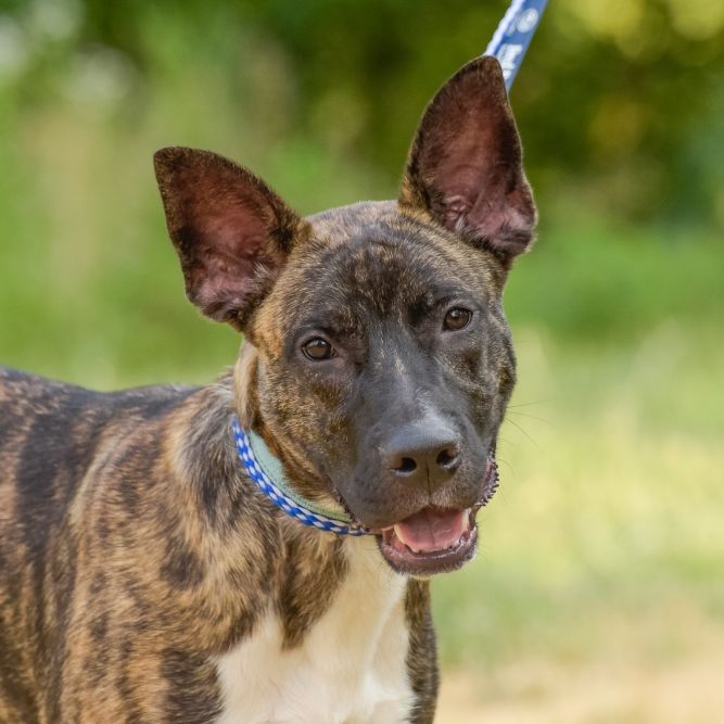 Dog for adoption - Steuben, a German Shepherd Dog Mix in Lambertville ...