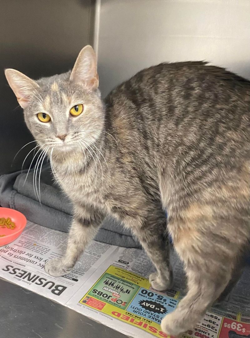 Cat for adoption Salem, a Domestic Short Hair in Altoona, PA Petfinder