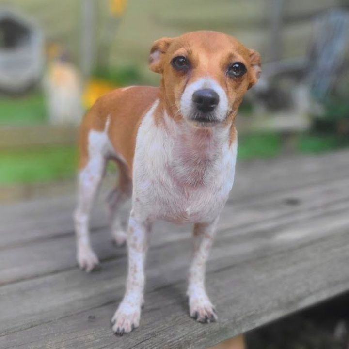 Chihuahua and jack russell sales mix dog