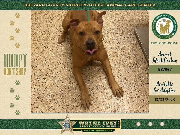 Adoptable Animals : Brevard County Sheriff's Office