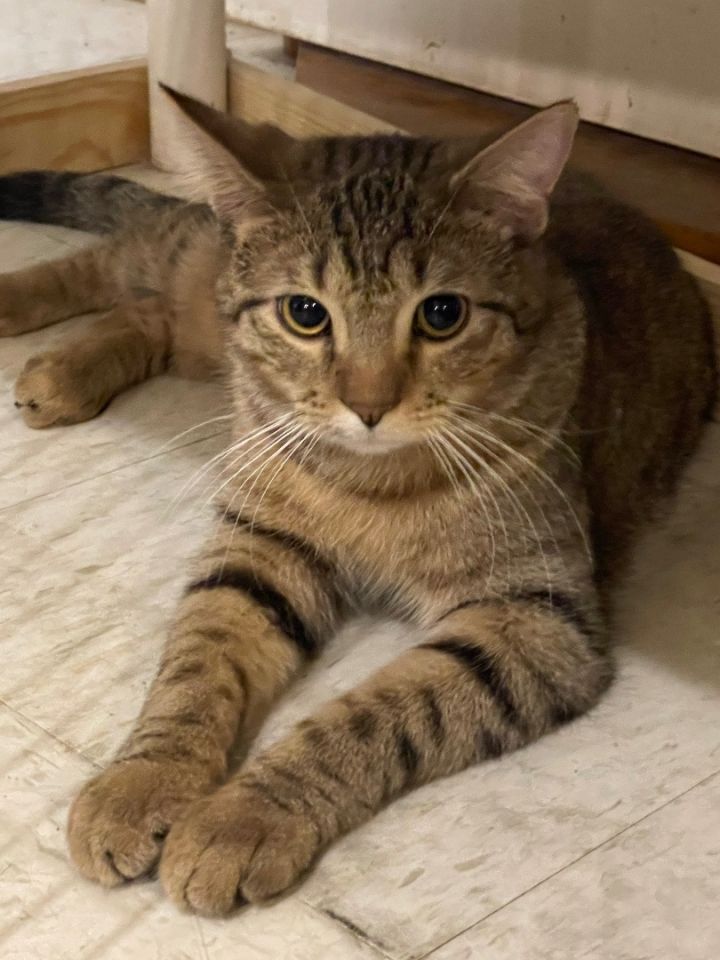 Felix, an adoptable Tabby & Domestic Short Hair Mix in Lacon, IL_image-2