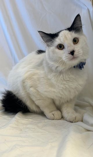 Cat for adoption - Spotter, a Domestic Short Hair in Hutchinson, KS |  Petfinder