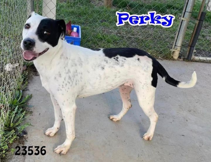 Perky, an adoptable Dalmatian & Pointer Mix in Unionville, CT_image-1