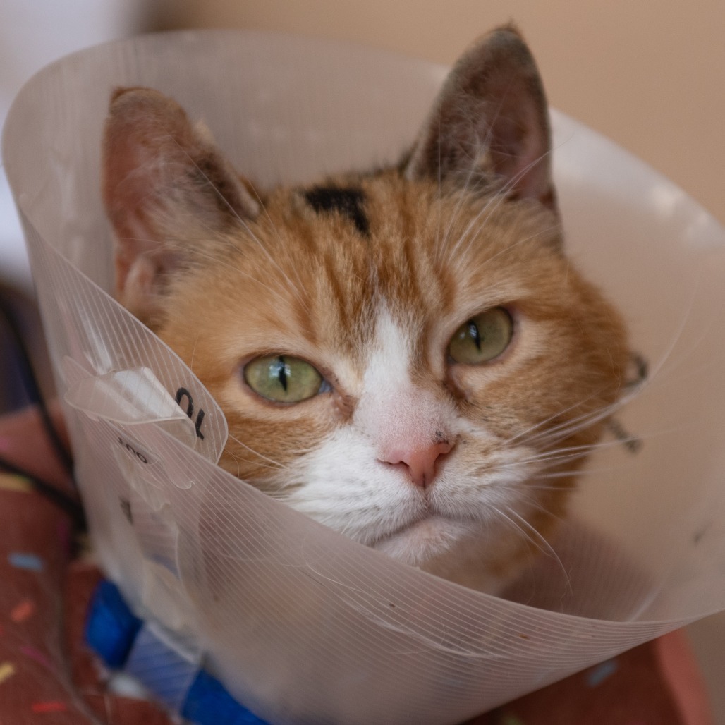 Charlee, an adoptable Domestic Medium Hair in Kanab, UT, 84741 | Photo Image 1