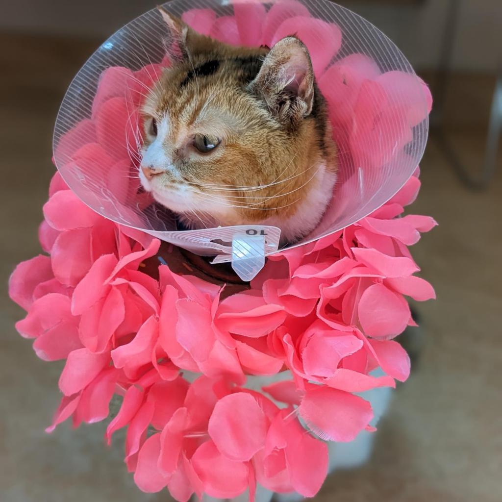 Charlee, an adoptable Domestic Medium Hair in Kanab, UT, 84741 | Photo Image 2