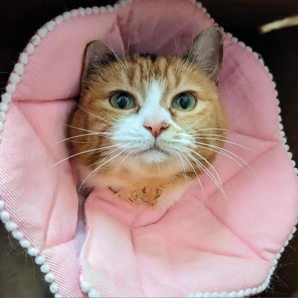 Charlee, an adoptable Domestic Medium Hair in Kanab, UT, 84741 | Photo Image 3