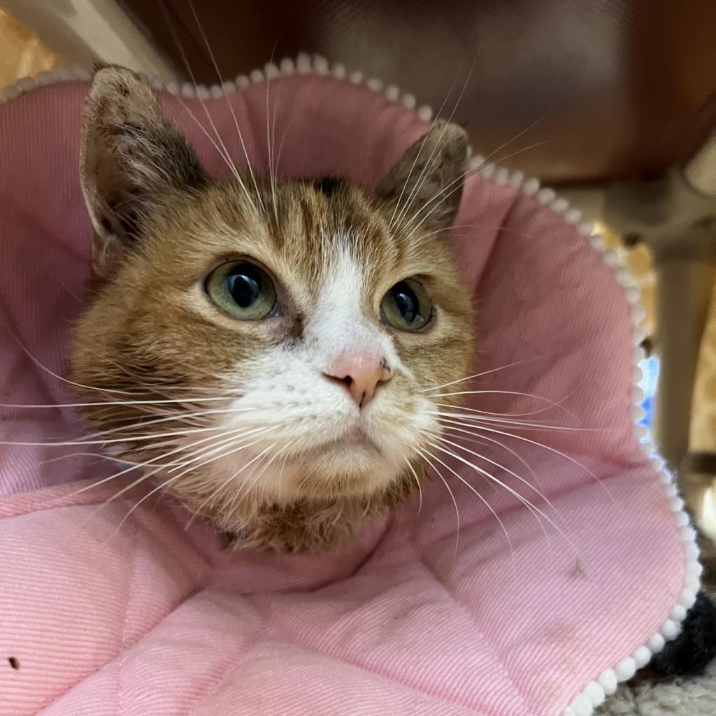 Charlee, an adoptable Domestic Medium Hair in Kanab, UT, 84741 | Photo Image 4