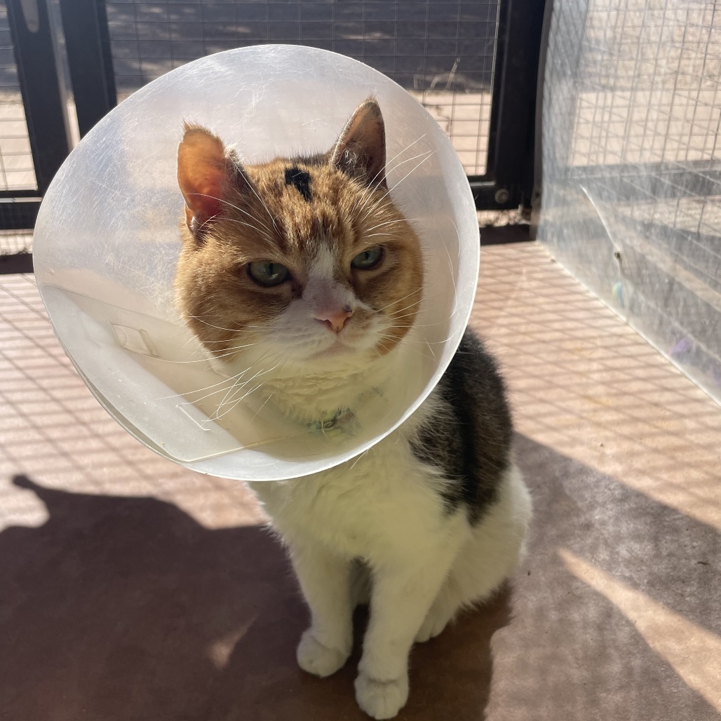 Charlee, an adoptable Domestic Medium Hair in Kanab, UT, 84741 | Photo Image 6