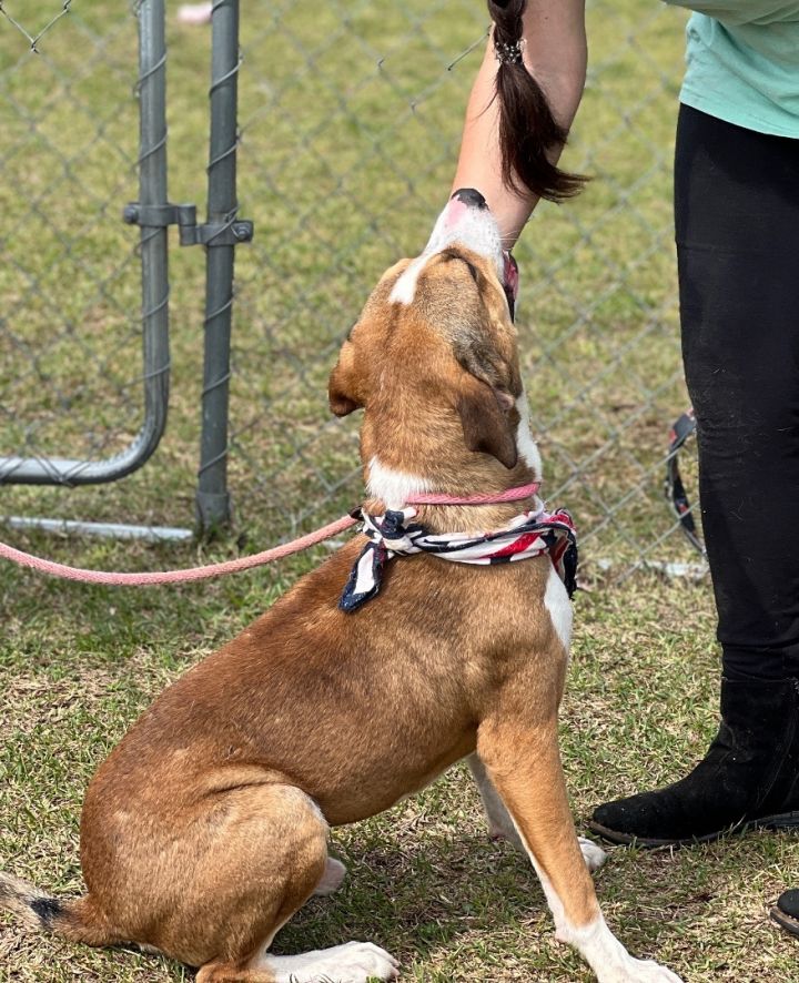 Abe, an adoptable Labrador Retriever in Darlington, SC_image-5