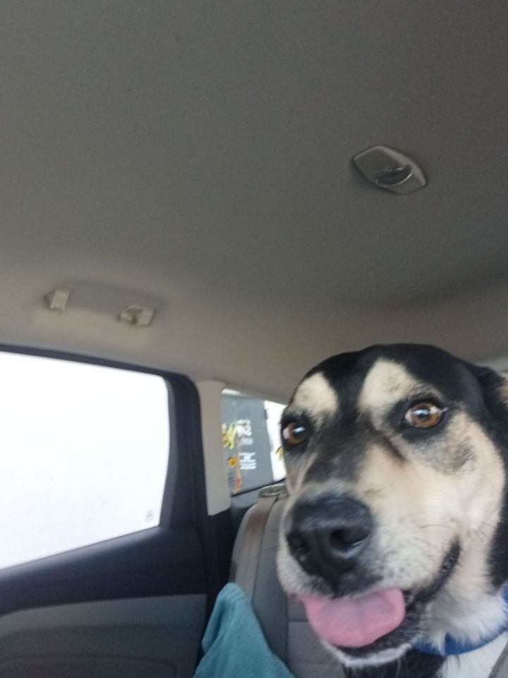 Buster, an adoptable Shepherd & Terrier Mix in Darien, CT_image-3