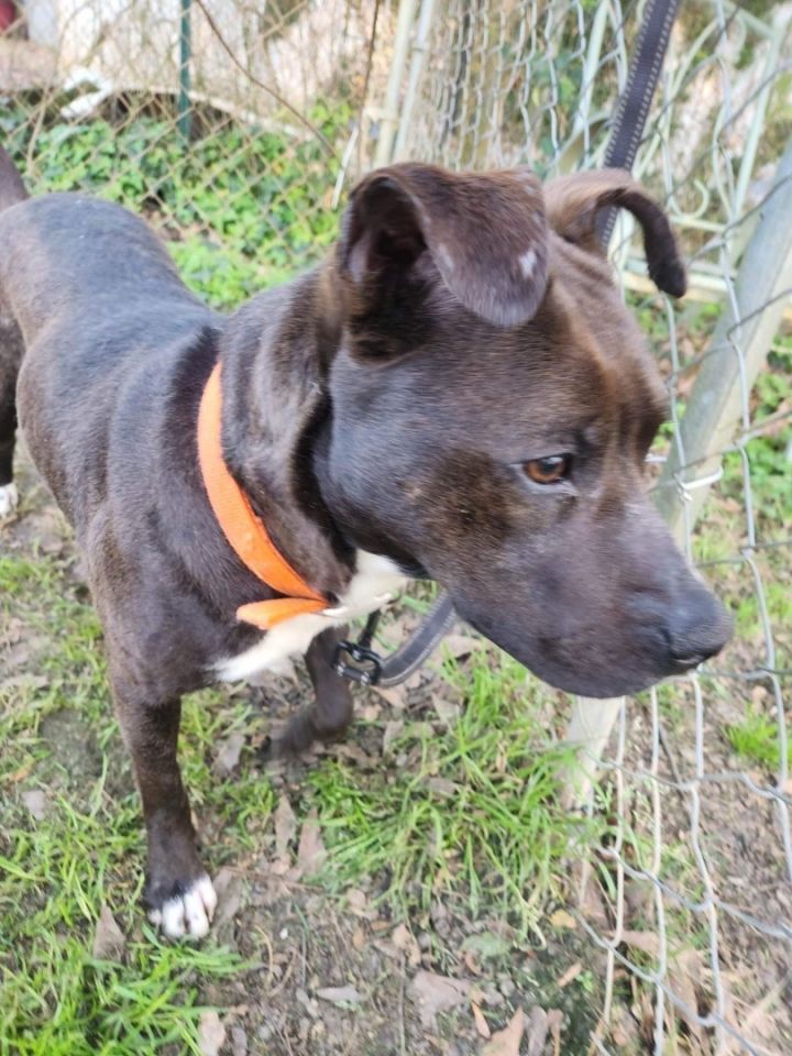 Zena, an adoptable Terrier in Weare, NH_image-4