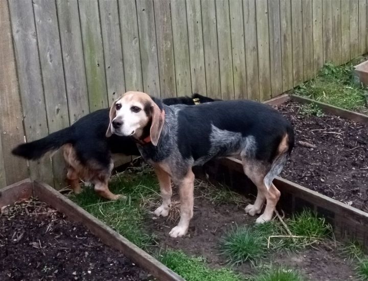 Miss Penny (Adopted) 3