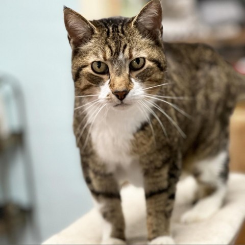 Achilles, an adoptable Domestic Short Hair in Mount Juliet, TN_image-1