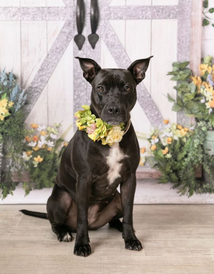 Juno, an adoptable Pit Bull Terrier in Denton, TX_image-3