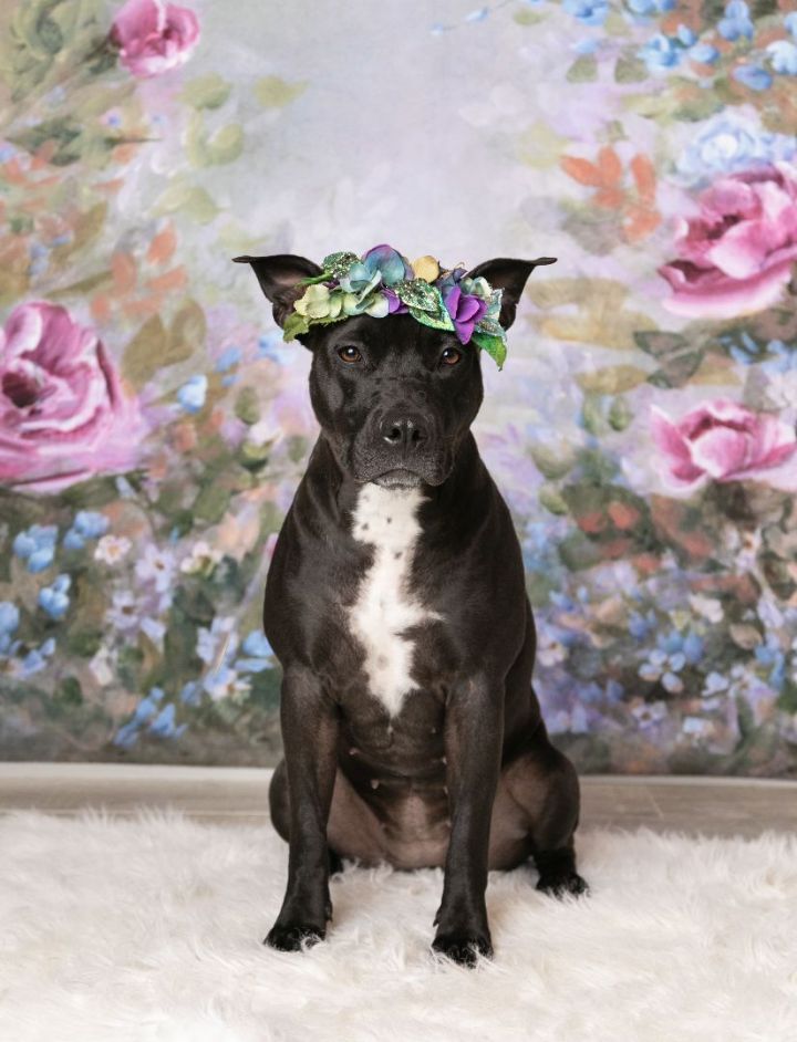Juno, an adoptable Pit Bull Terrier in Denton, TX_image-4