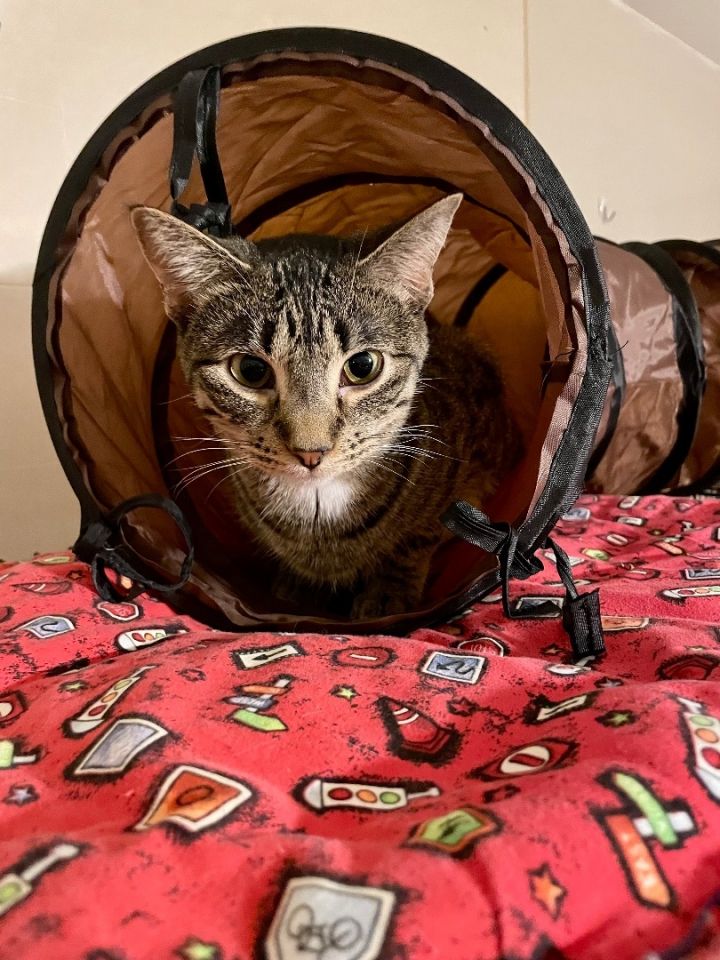 Fennel, an adoptable Tabby Mix in Lacon, IL_image-3