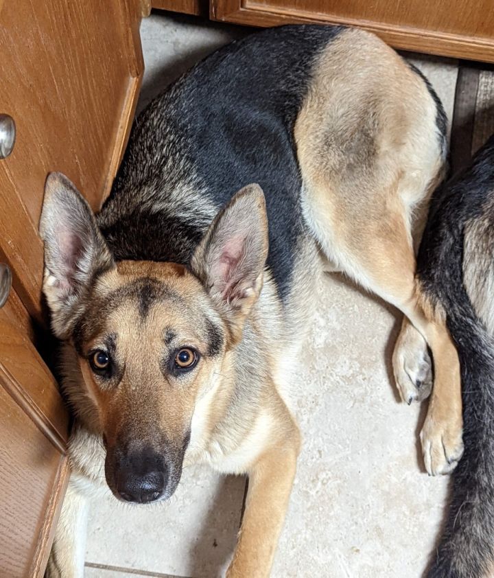 Sasha - Rehoming Post, an adoptable German Shepherd Dog in Weatherford, TX_image-3