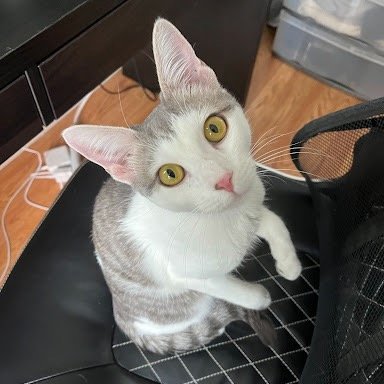 Cat for adoption - Temporary Shadow, a Domestic Short Hair in Brooklyn, NY  | Petfinder
