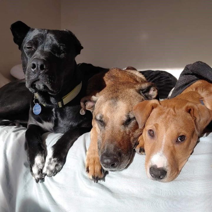 Austin, an adoptable Labrador Retriever & German Shepherd Dog Mix in Madras, OR_image-6