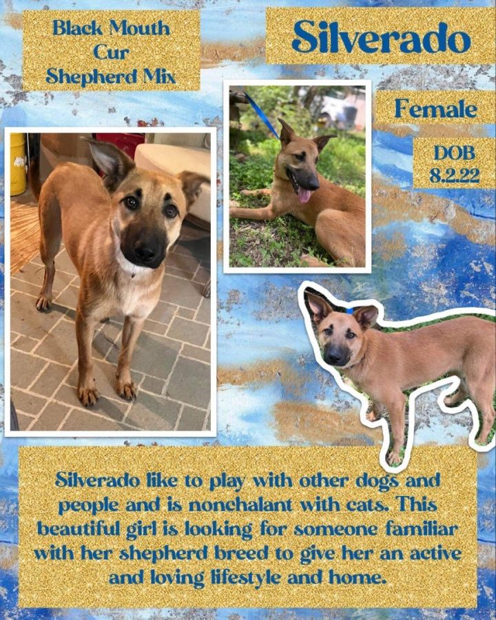Silverado, an adoptable German Shepherd Dog & Black Mouth Cur Mix in Edmonds , WA_image-1