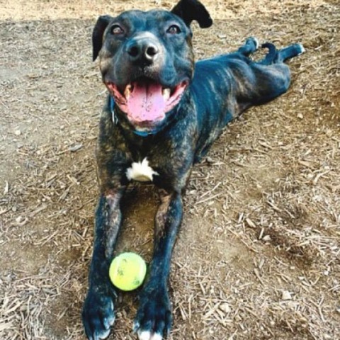 Ginger, an adoptable Black Labrador Retriever Mix in Austin, TX_image-5