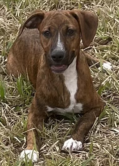 Lady, an adoptable Catahoula Leopard Dog Mix in Royal Palm Beach, FL_image-1