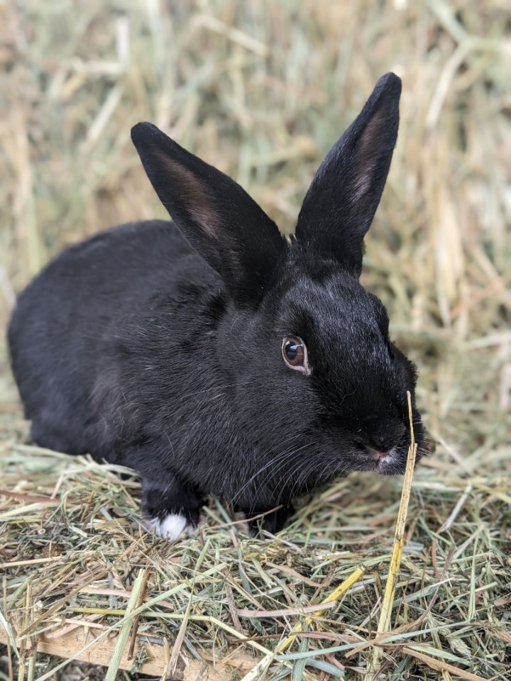 Boots, an adoptable Bunny Rabbit in Vacaville, CA_image-2