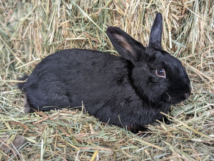Choco, an adoptable Bunny Rabbit in Vacaville, CA_image-2