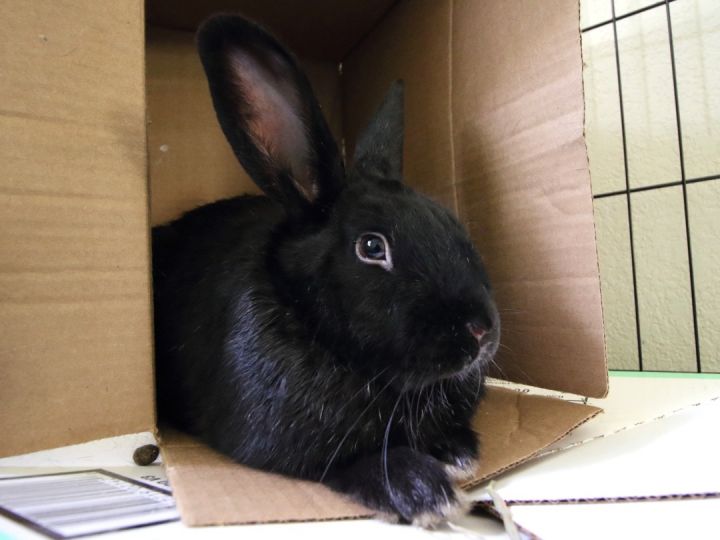Choco, an adoptable Bunny Rabbit in Vacaville, CA_image-1