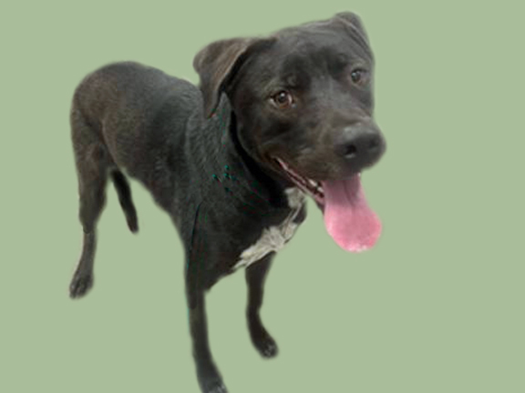HOOVER, an adoptable Labrador Retriever Mix in Tucson, AZ_image-1