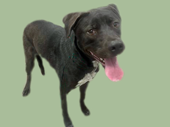 HOOVER, an adoptable Labrador Retriever, Mixed Breed in Tucson, AZ, 85745 | Photo Image 1