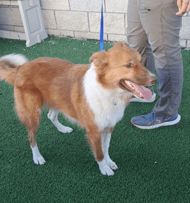 chow chow border collie mix