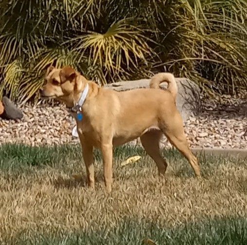 Zoey, an adoptable Rat Terrier & Pug Mix in Hurricane, UT_image-3