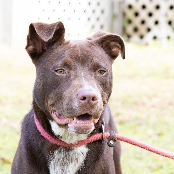 Morticia, an adoptable Shepherd Mix in Slidell, LA_image-1