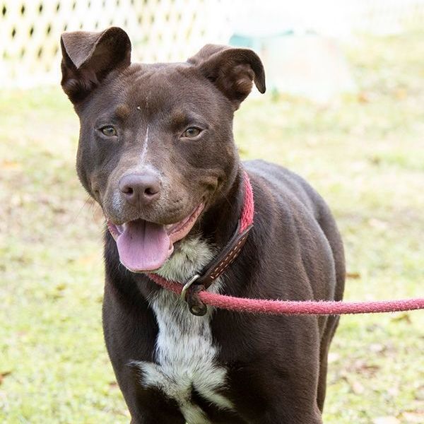 Morticia, an adoptable Shepherd Mix in Slidell, LA_image-3