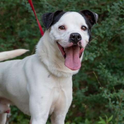 Waylon, an adoptable Terrier, Mixed Breed in Covington, LA, 70433 | Photo Image 1