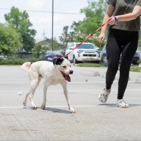 Waylon, an adoptable Terrier, Mixed Breed in Covington, LA, 70433 | Photo Image 2