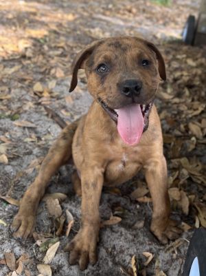 Dog for adoption - Grizzly, a Catahoula Leopard Dog & Terrier Mix in  Lakeland, FL | Petfinder